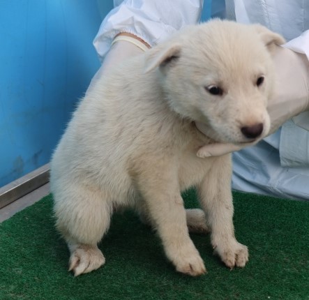 보호중 믹스견의 가…